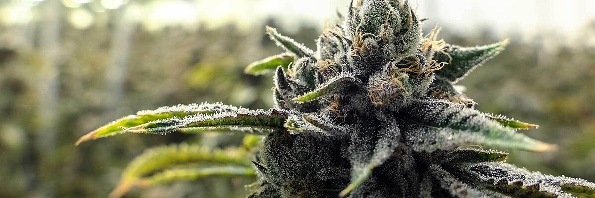 Nahaufnahme einer Cannabisblüte
