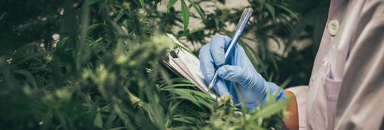 Nahaufnahme einer Cannabisplantage, Laborant im Kittel macht sich Notizen 