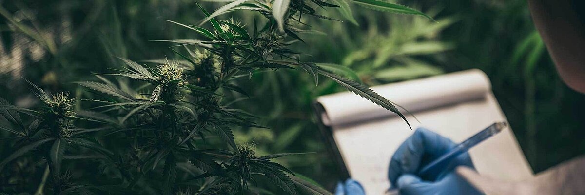 Nahaufnahme einer Cannabisplantage, Laborant im Kittel macht sich Notizen 