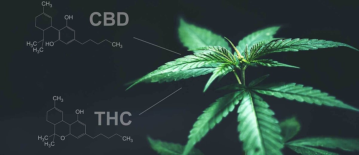 Cannabispflanze vor schwarzem Hintergrund
