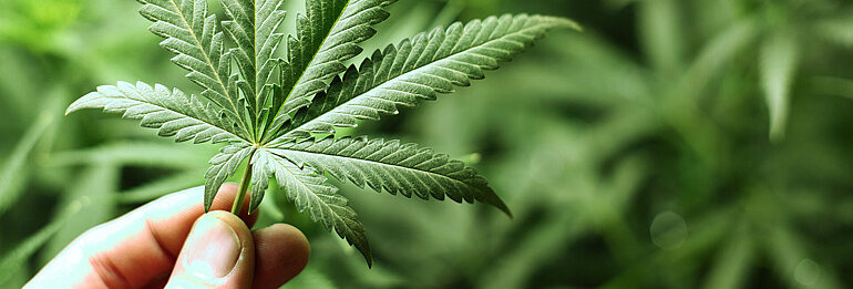 Hand mit Hanfblatt mit Hanfplantage im Hintergrund