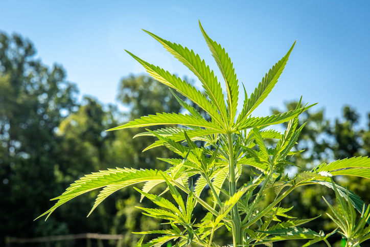 Cannabis-Pflanze vor blauem Himmel
