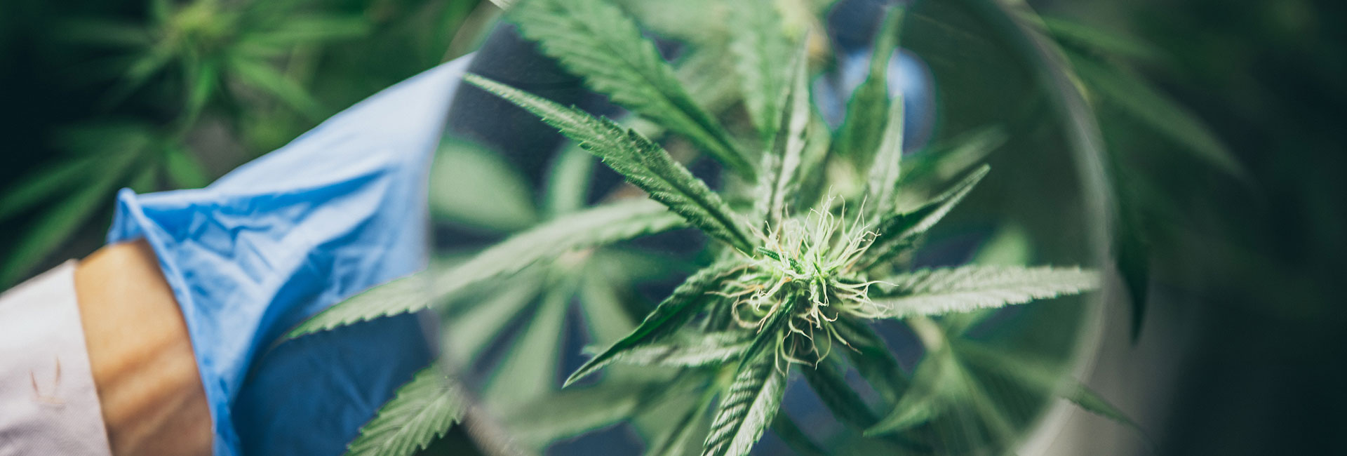 Nahaufnahme einer Lupe über einer Cannabispflanze