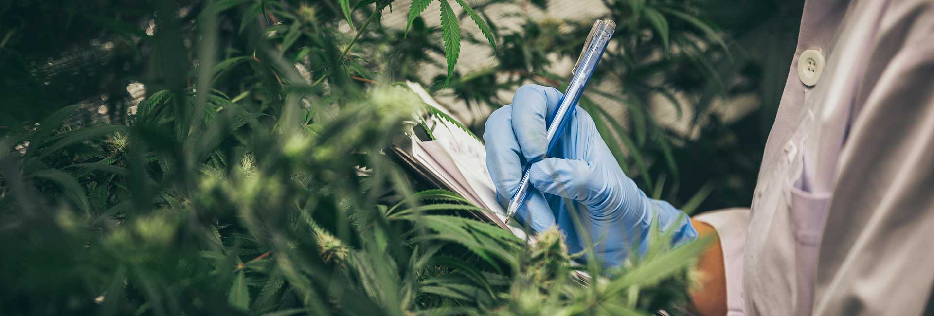 Nahaufnahme einer Cannabisplantage, Laborant im Kittel macht sich Notizen 