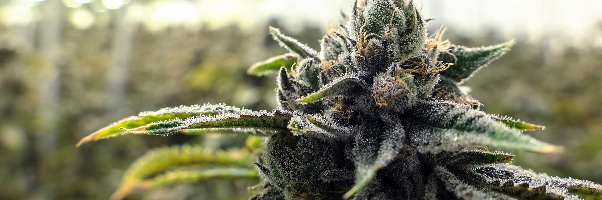 Nahaufnahme einer Cannabisblüte