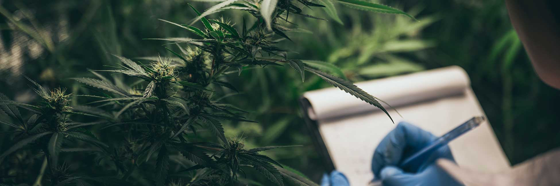 Nahaufnahme einer Cannabisplantage, Laborant im Kittel macht sich Notizen 