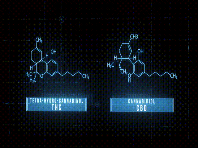 THC und CBD Animierte Grafik mit den Wirkstoffen THC und CBD